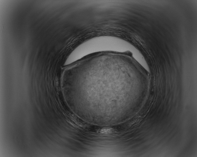 X0000052640173200507160206