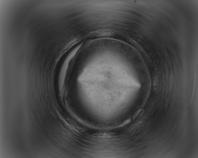 X0000052640254200507160204