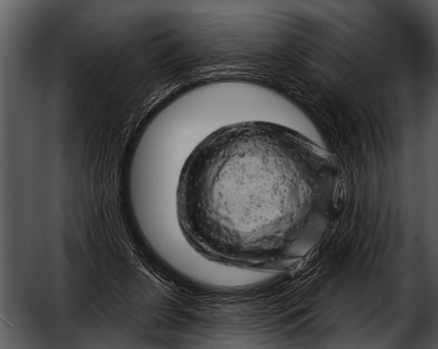 X0000052640255200507160204