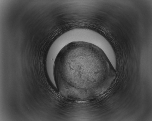 X0000052640273200507160205