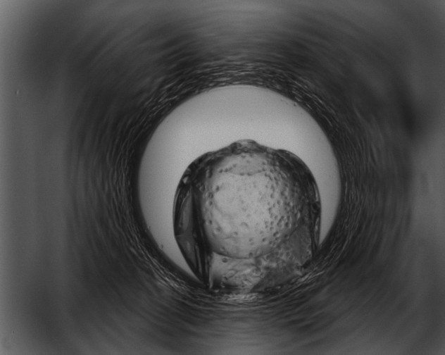 X0000052640274200507160205