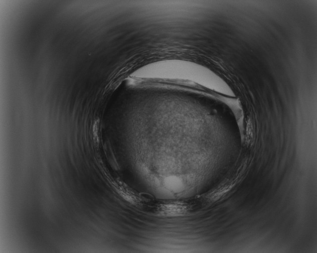 X0000052640286200507160205