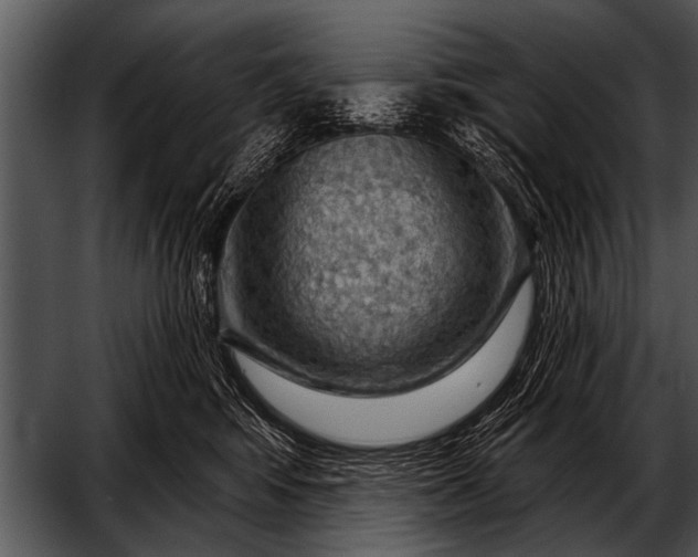 X0000052640424200507160202