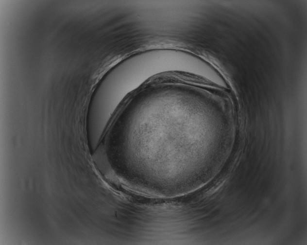 X0000052640433200507160201