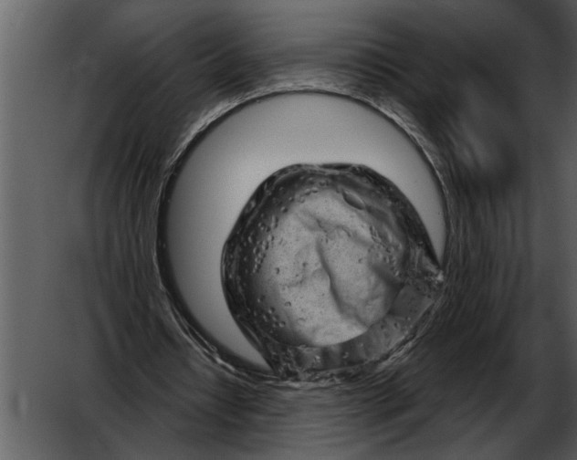 X0000052640434200507160201