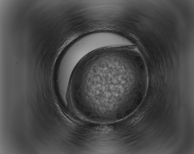 X0000052640443200507160201