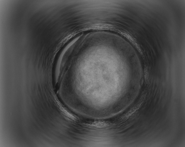 X0000052640445200507160201