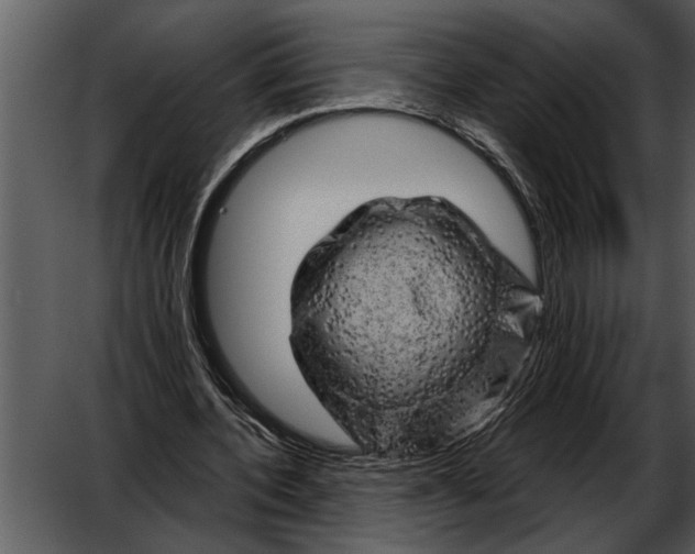 X0000052640532200507160159