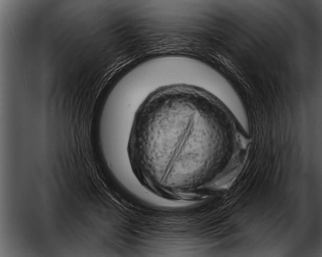 X0000052640548200507160159