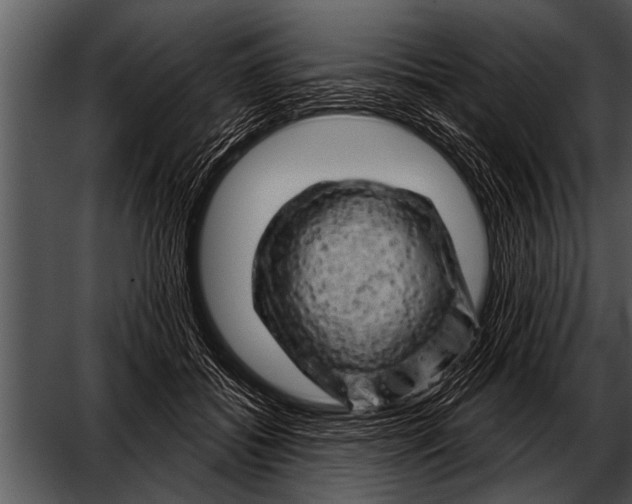 X0000052640556200507160159