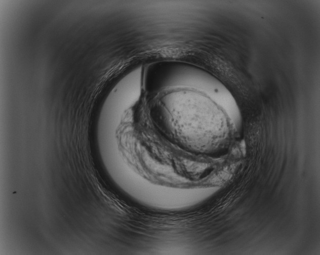 X0000052640639200507160158