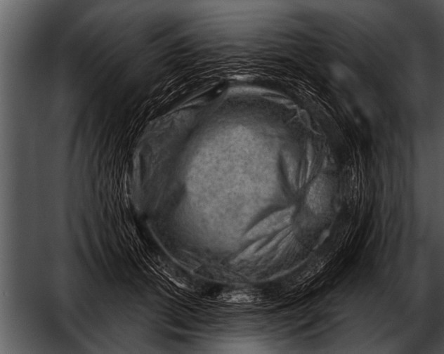 X0000052640655200507160158