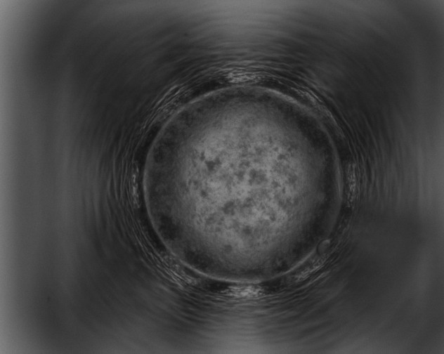 X0000052640667200507160158