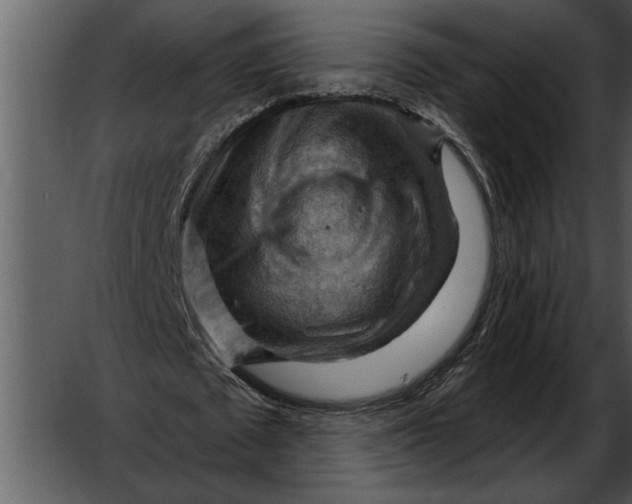 X0000052640673200507160157