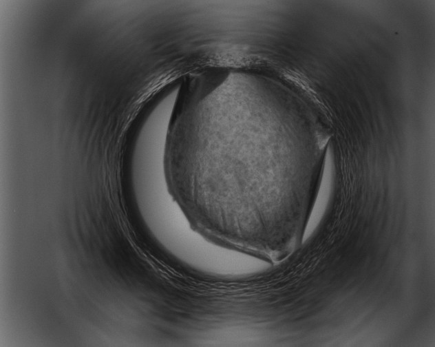 X0000052640683200507160157