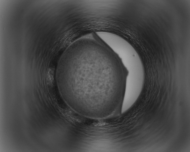 X0000052640695200507160157