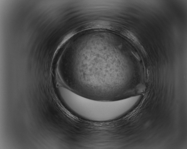 X0000052640780200507160156