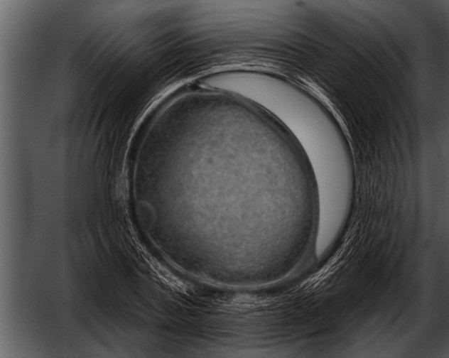 X0000052640787200507160155