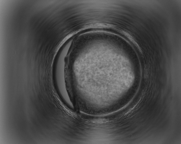 X0000052640837200507160154