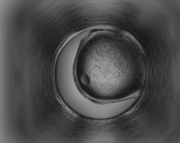 X0000052640860200507160155