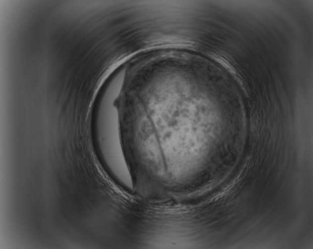 X0000052640933200507160153