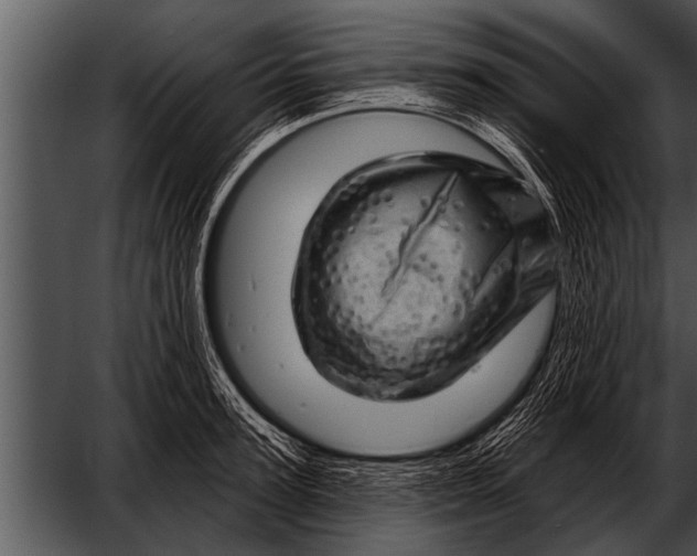 X0000052640947200507160153