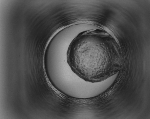 X0000052640955200507160153