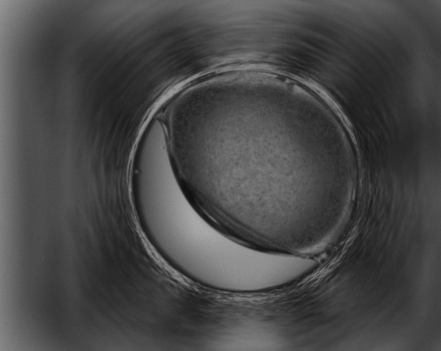 X0000052640957200507160153