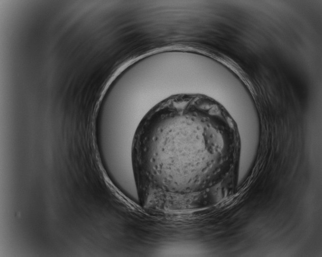 X0000052640958200507160153