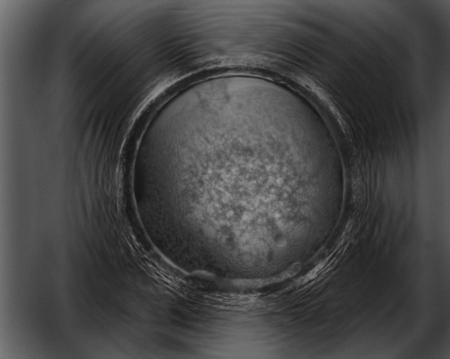 X0000052640975200507160152