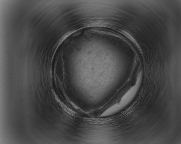 X0000052640980200507160152