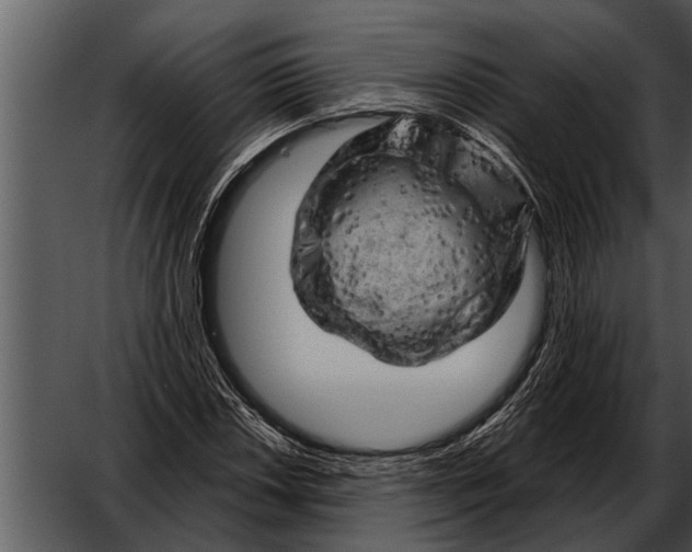 X0000052641018200507160151