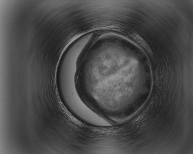 X0000052641036200507160151