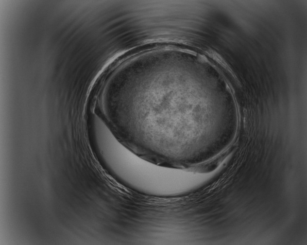 X0000052641068200507160151