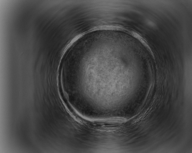 X0000052641237200507160148