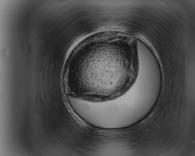 X0000052641344200507160147