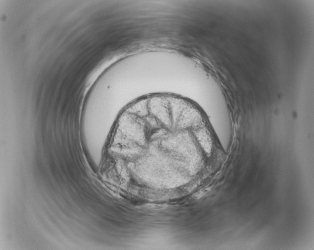 X0000052640052200507221826