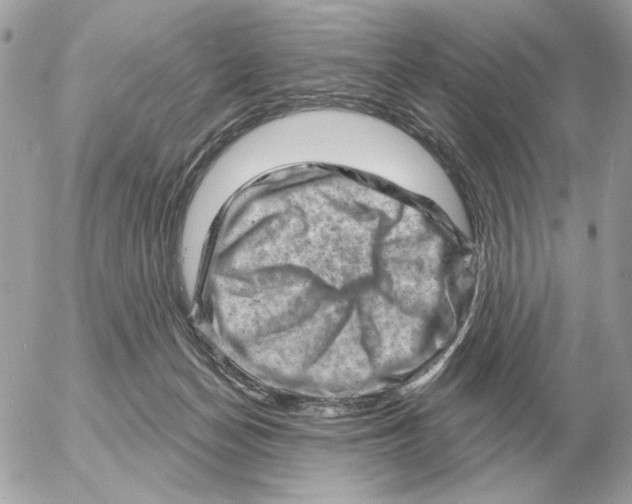 X0000052640174200507221825