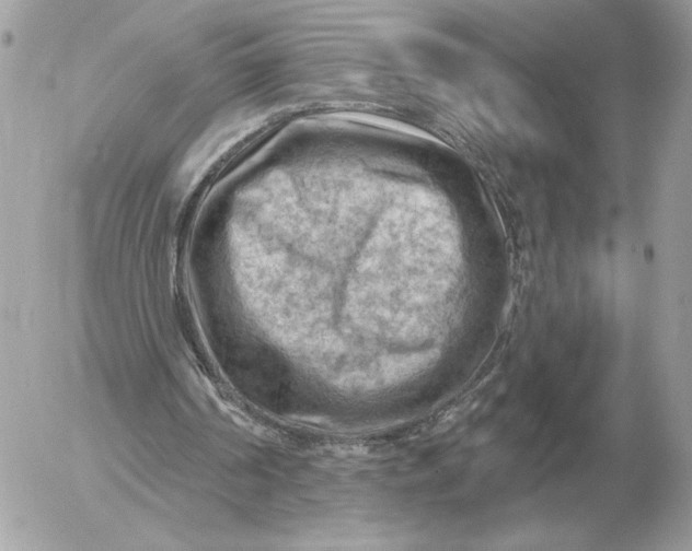 X0000052640194200507221824