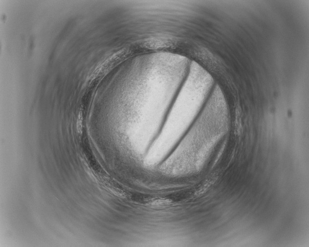 X0000052640210200507221824