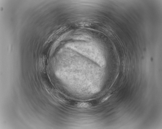 X0000052640218200507221824