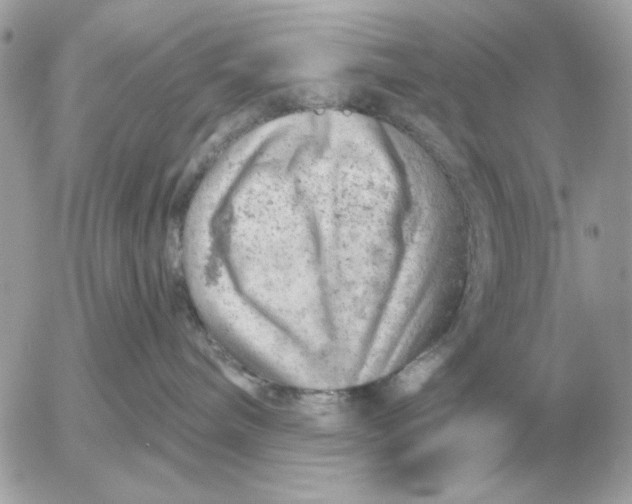 X0000052640240200507221823