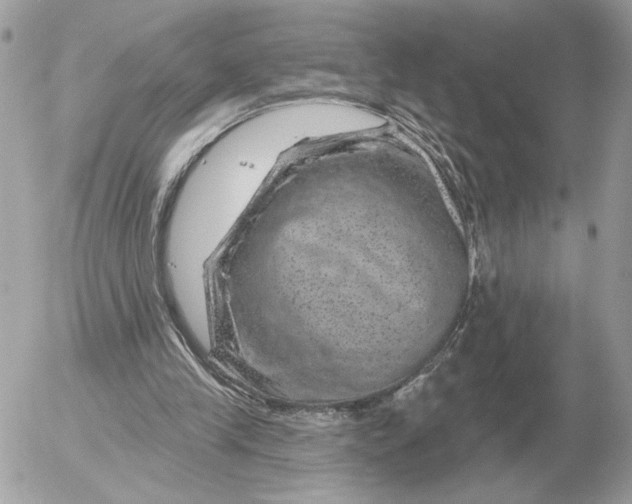 X0000052640245200507221823