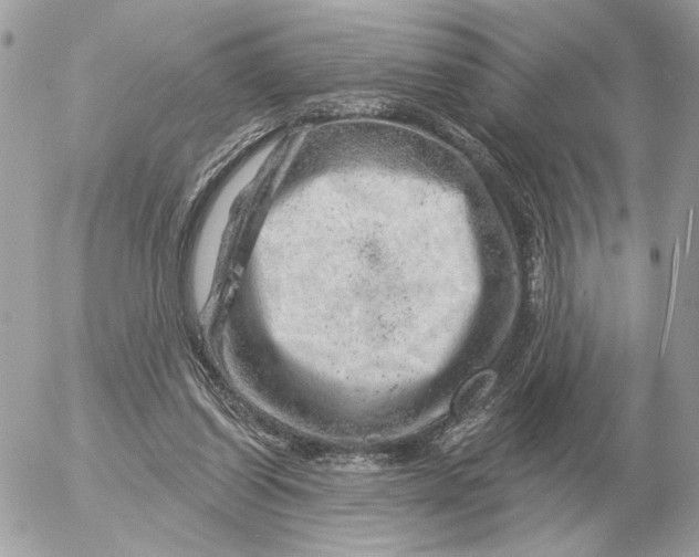 X0000052640254200507221823