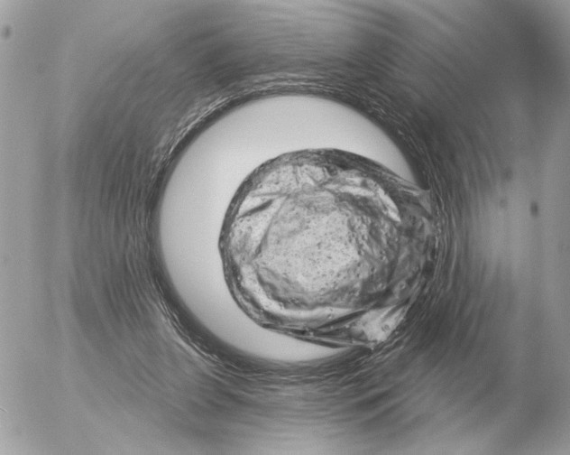 X0000052640255200507221823