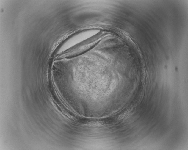 X0000052640299200507221822