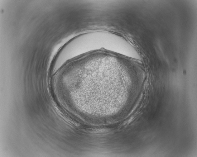 X0000052640342200507221821