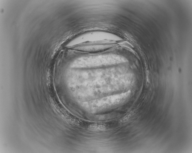 X0000052640354200507221821