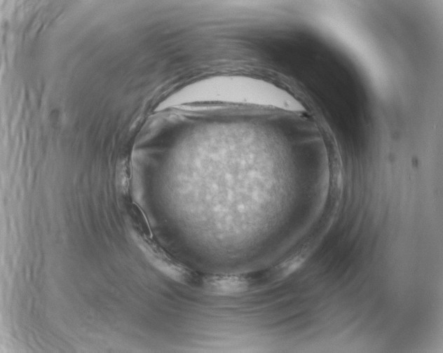 X0000052640383200507221822