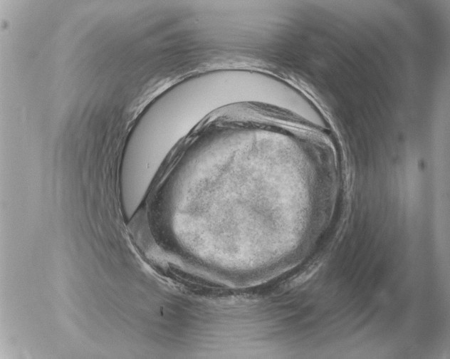 X0000052640433200507221819